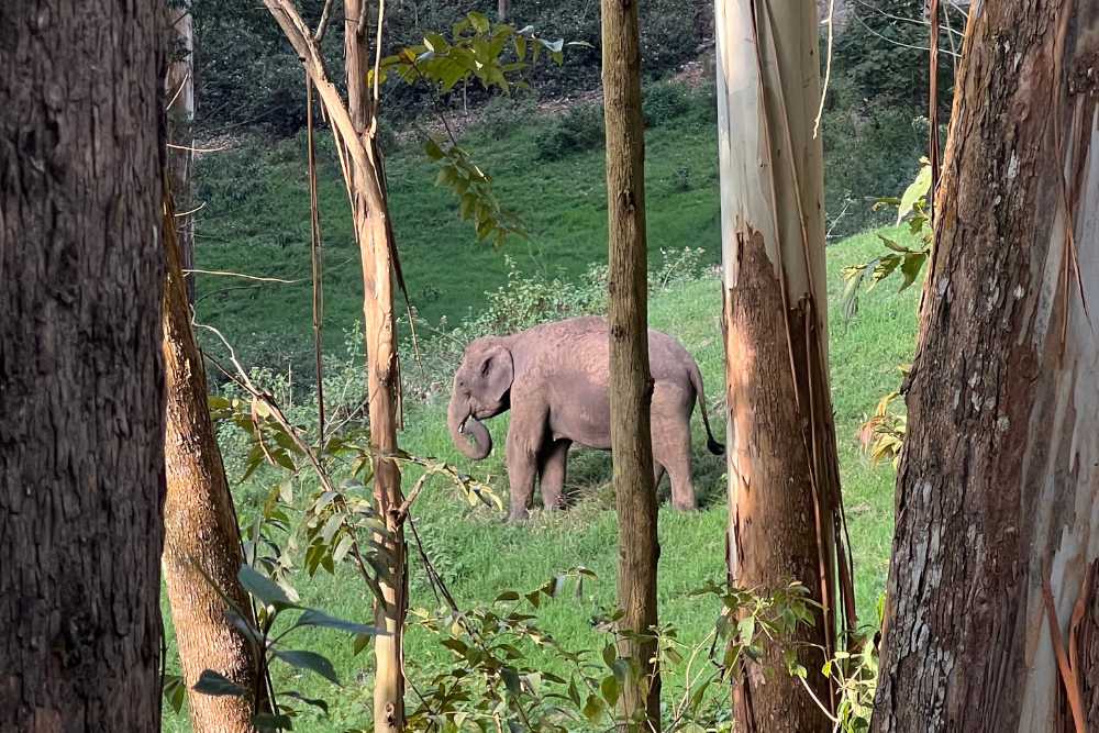Un elefante en libertad en Munnar