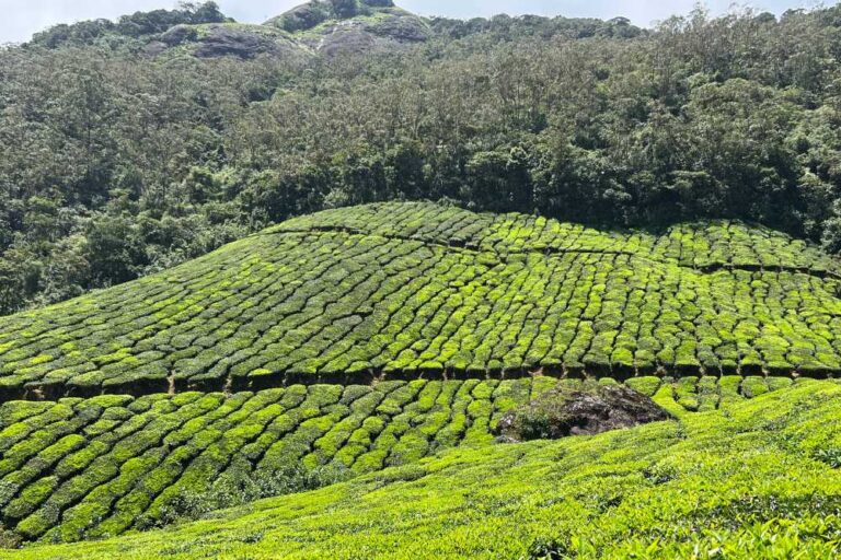 9 Lugares imperdibles que ver en Munnar, Kerala