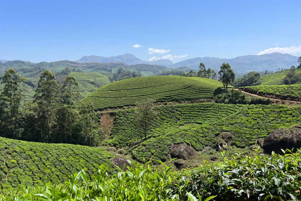 El paisaje de los campos de te y las montañas en Munnar
