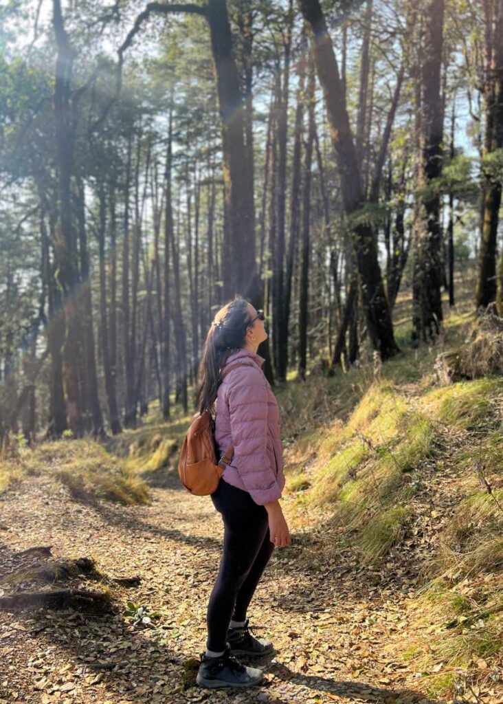 un bosque camino a Naini Peak