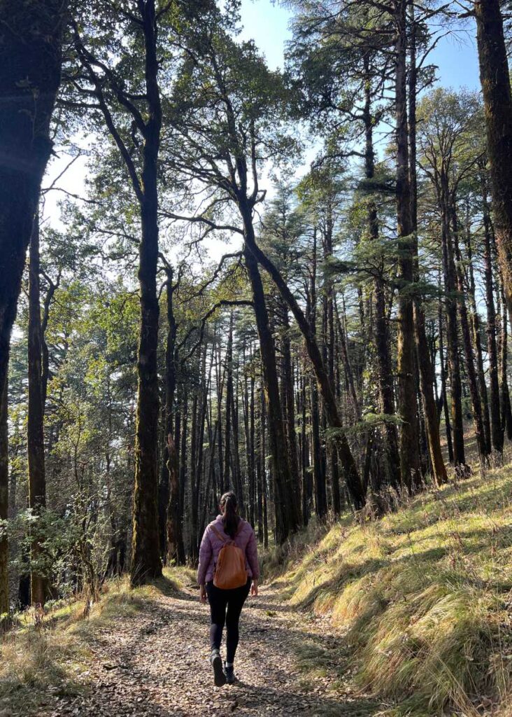 un bosque camino a Naini Peak