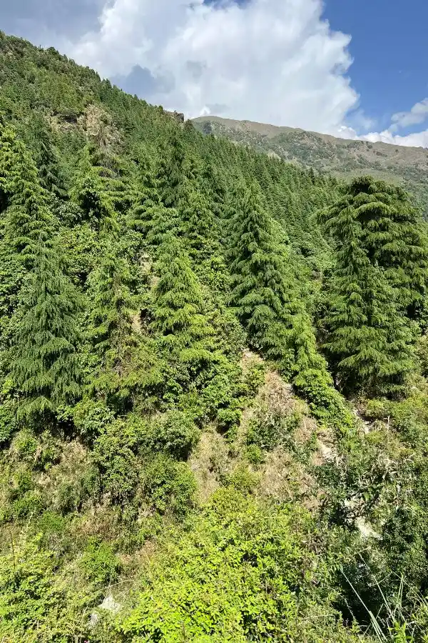 Bosque de pinos en Dharamsala