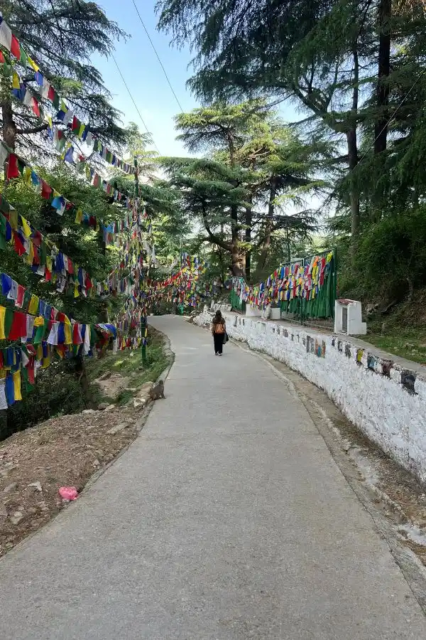 camino con banderas tibetanas que ver en dharamsala