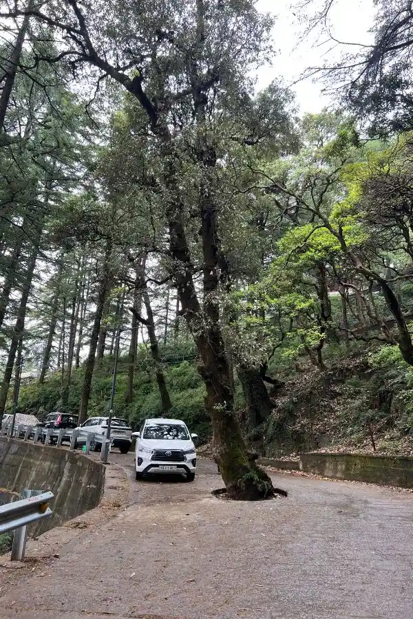un arbol en medio de la calle en Dharamsala